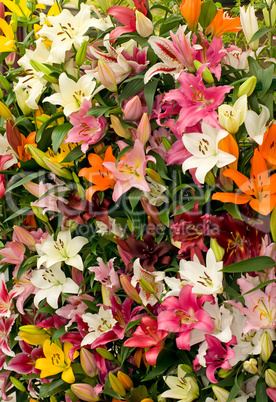 Lily background from Keukenhof park