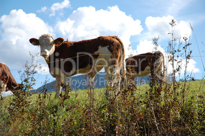 Cows in Austria
