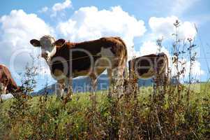 Cows in Austria