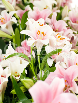 White Lily from Keukenhof