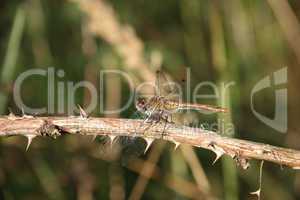 Blutrote Heidelibelle (Sympetrum sanguineum) / Ruddy Darter (Sym