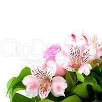 Blumengruss/ flower greeting
