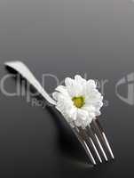Gabel mit einer Margerite/fork with daisy