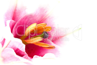 zarte Lilie/ tender lily