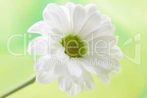 weisse Margerite/ white daisy