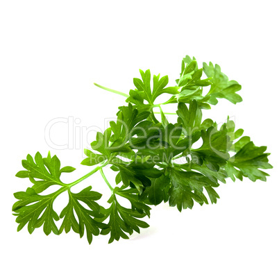 Petersilie/ parsley