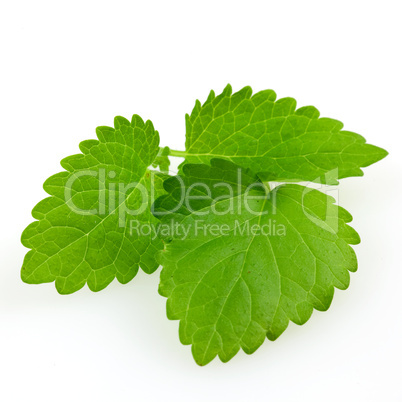 Zitronenmelisse/ lemon balm