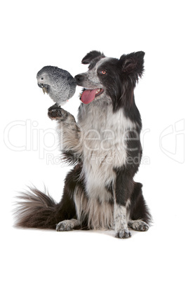 border collie dog and a grey parrot