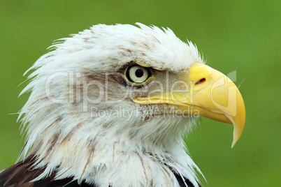 American bald eagle