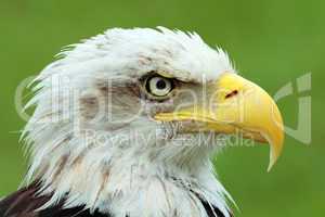 American bald eagle