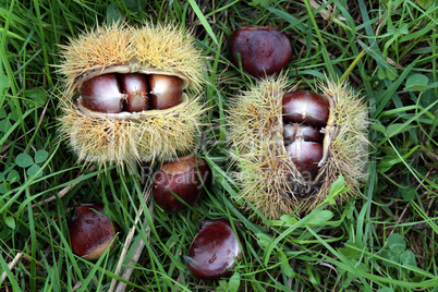 Chestnuts in the countryside