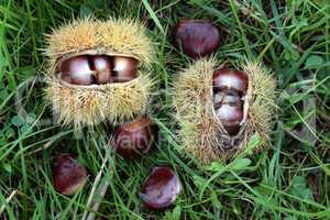 Chestnuts in the countryside