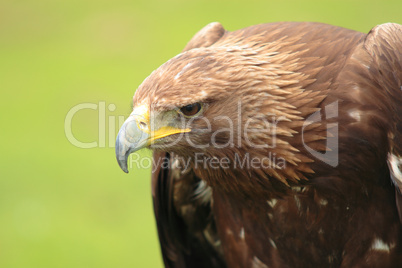 Iberian eagle