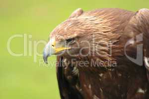 Iberian eagle