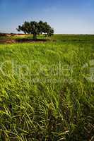 Rice paddy crops