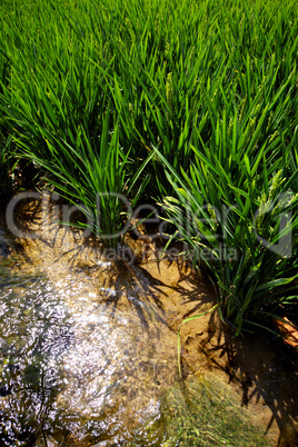 Rice at the edge of a Paddy Field