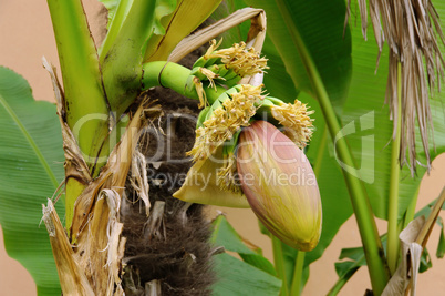Bananenpflanze - banana plant 05