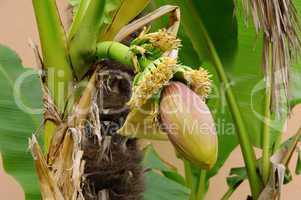 Bananenpflanze - banana plant 05