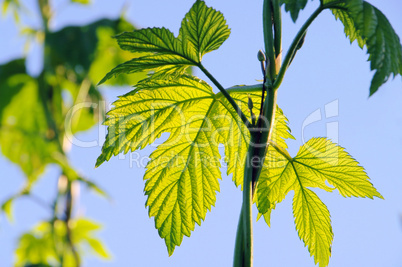 Hopfenpflanze - hop plant 08