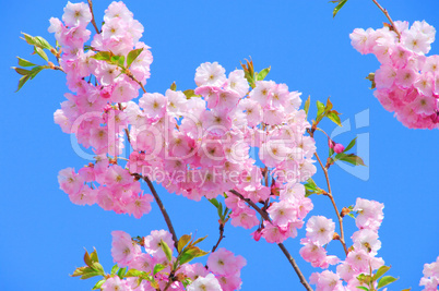 Kirschblüte rosa - cherry blossom 28