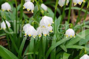 Märzenbecher - wild daffodil 10
