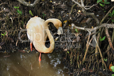 flamingos