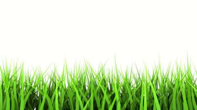 Green Grass On White Background. Matte Channel.