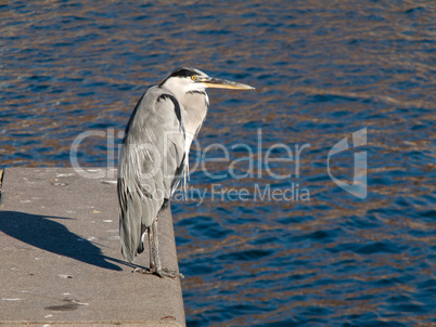 Grey Heron, Ardea cinerea on quay