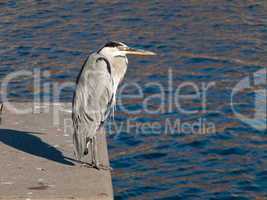 Grey Heron, Ardea cinerea on quay