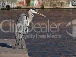 Grey Heron, Ardea cinerea in Harbor