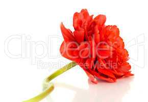 Flower. Red tulip bud isolated