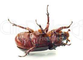 Macro Belly of rhinoceros or unicorn beetle