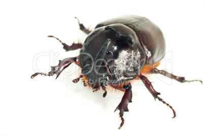 Macro of rhinoceros or unicorn beetle