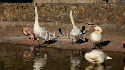 Beautiful swans