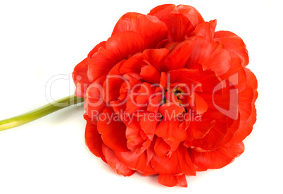 Red tulip bud isolated on white