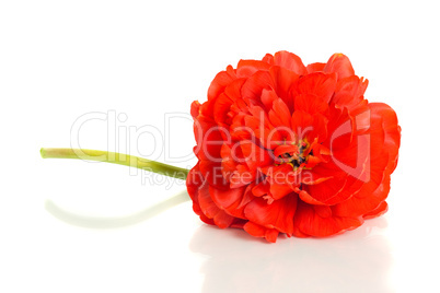 Red tulip isolated on white