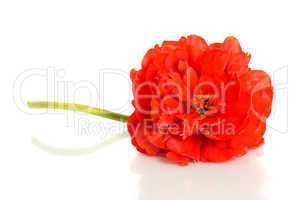 Red tulip isolated on white