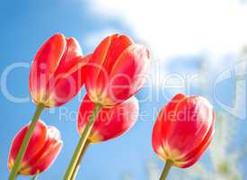 Red tulips and blue sky