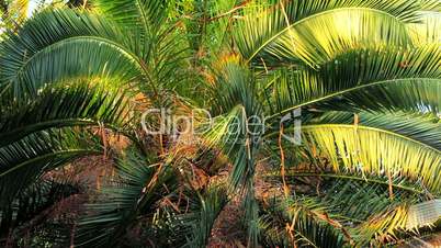 Green palm branches