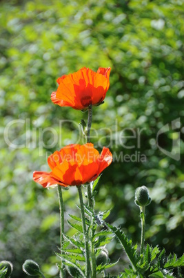 Two Poppies