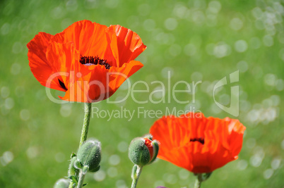 Red Poppies