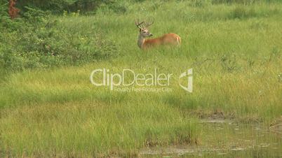 Deer, Whitetail Buck