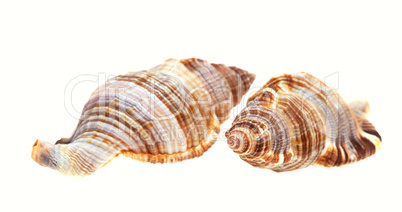 Muscheln isoliert auf weiss Muscheln isoliert auf weiss