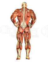 Muskel Body Builder Rücken ansicht