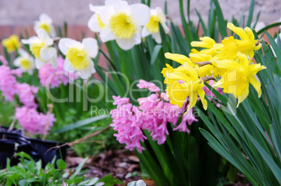 Osterglocke und Hyazinthe - daffodil and hyacinth 01