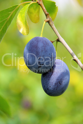 Pflaume Baum - plum tree 08