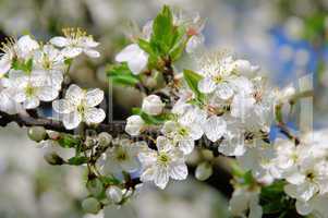 Pflaumenbaumbluete - plum blossom 58