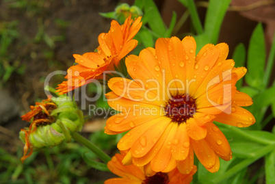 Ringelblume - calendula 21