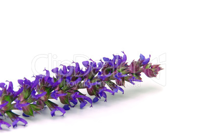 Salbeiblüte freigestellt - sage flower isolated 07