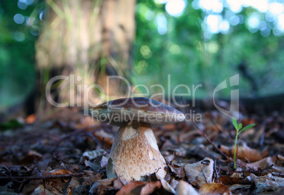 Mushrooms growing in forest